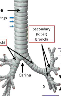 <p>label this diagram </p>