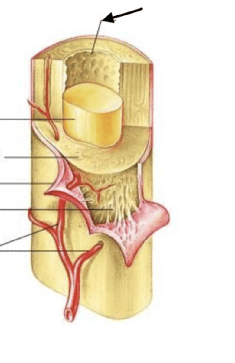 <p>A dense fibrous connective tissue lining the inside of bone (medullary cavity). This tissue covers the trabeculae of spongy bone tissue.</p>