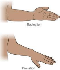 <p>What is Supination Position?</p>