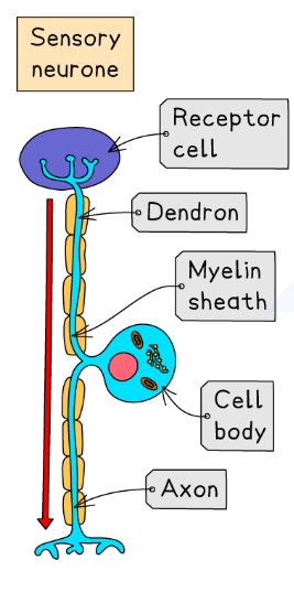 <ul><li><p>It has a long <strong>dendron</strong> which carries the impulse from the receptor.</p></li><li><p>The <strong>cell body</strong> is located part-way along the neurone (in the dorsal root ganglion, outside the CNS).</p></li><li><p>It has a shorter <strong>axon</strong> which carries the impulse into the CNS.</p></li></ul><p></p>