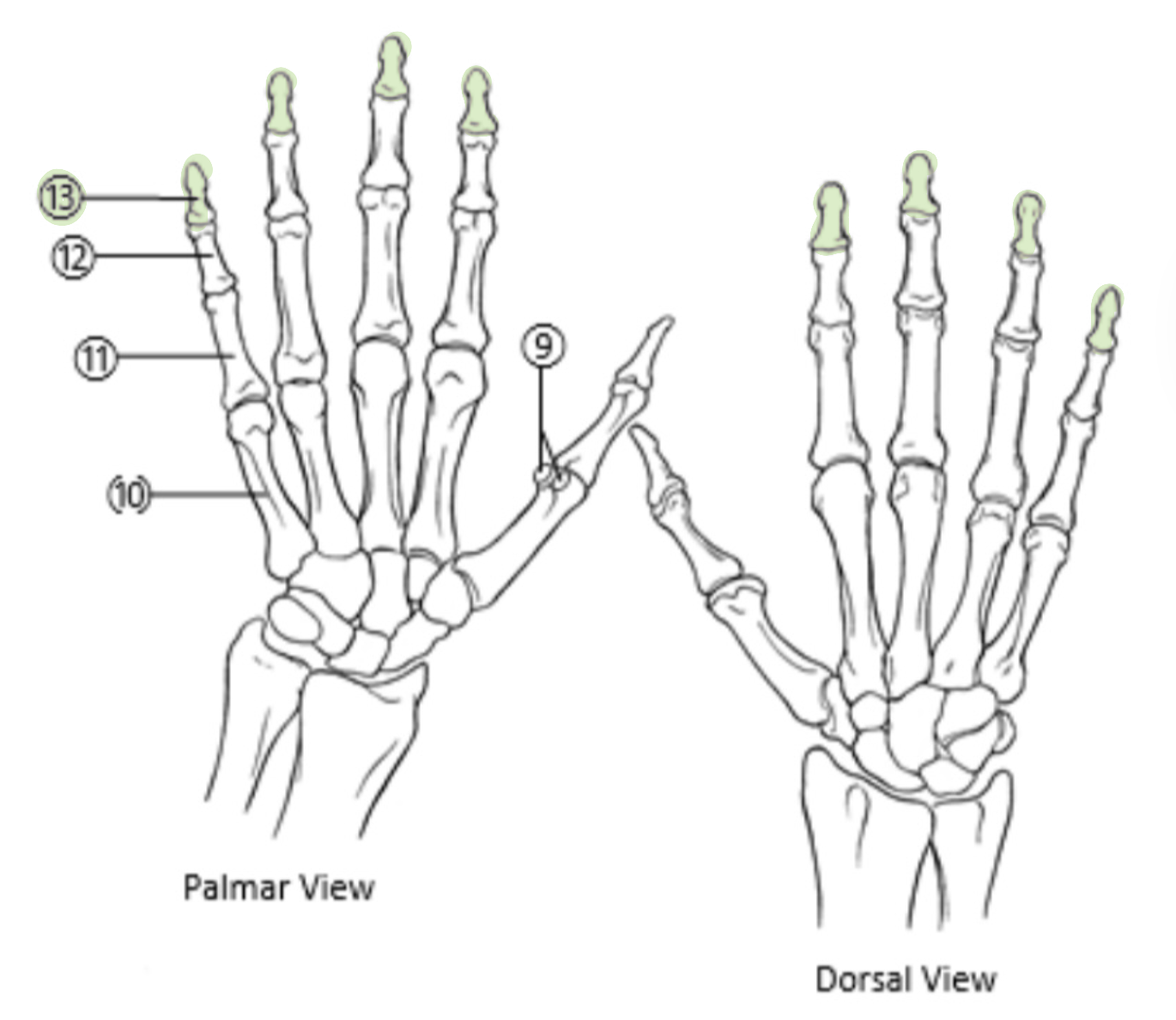 <p>Which bones are highlighted?</p>