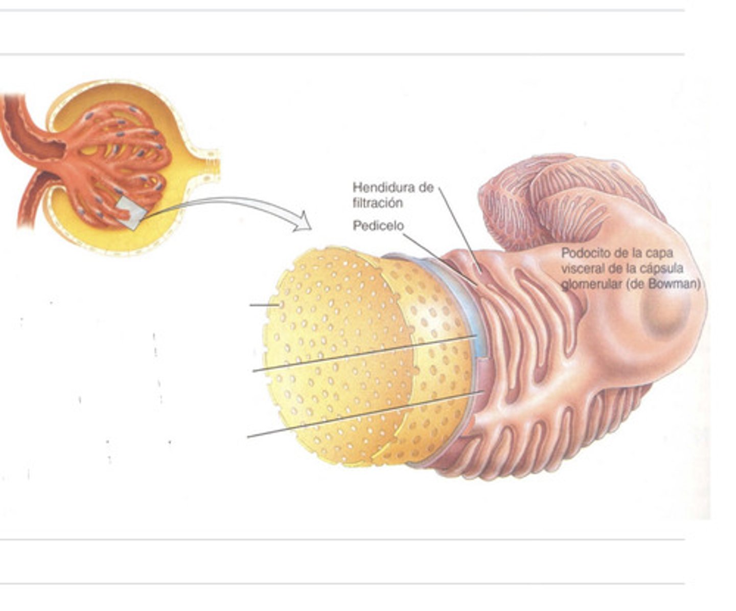 <p>what are the 3 layers of the walls of the glomerular capillaries?</p>