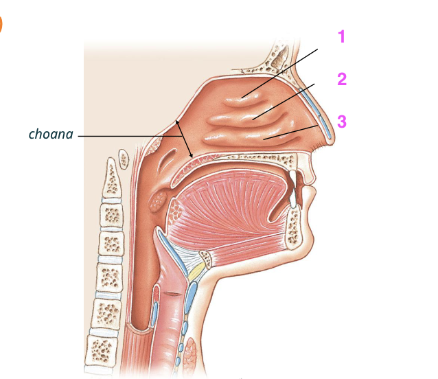 <p>1: bovenste neusschelp die het slijmvliesoppervlak vergroot en de luchtstroom geleidt.</p>