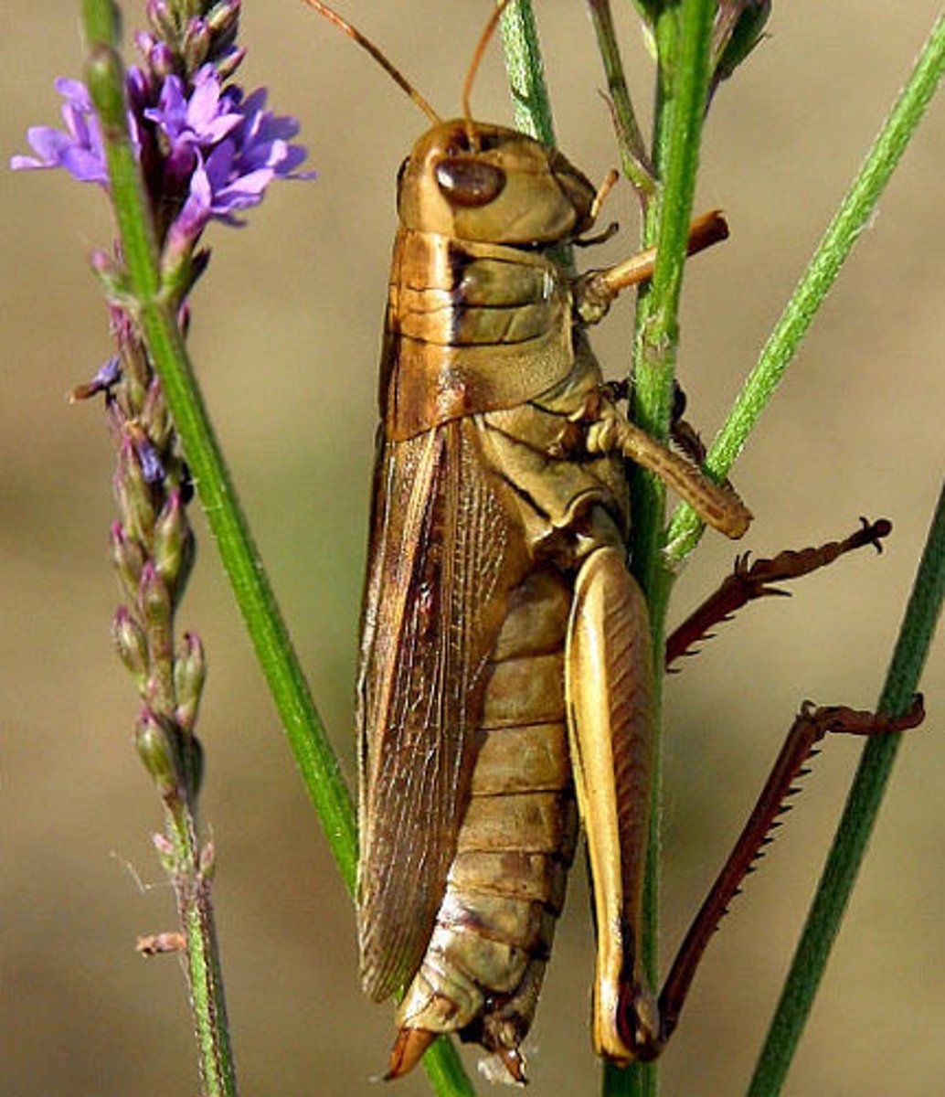 <p>Grasshoppers, Crickets, Katydids</p>