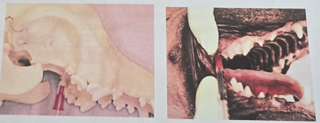 oral/percutaneous approach