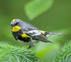 <p>What bird is this?</p>