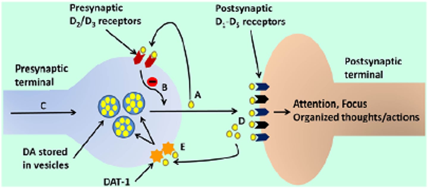 <p>•Reduced levels or dysfunction of dopamine transporters and receptors</p><p>•Reduced levels of NE</p><p>•These NT are essential for motivation, focus, and impulse control</p><p>•When bored/fatigued, too little DA/NE is released --> insufficient activation of postsynaptic D1 and α-2 receptors --> individual becomes distracted & misguided attention</p><p>•When stressed, too many NT are released --> overstimulation of receptors --> misguided attention and responses</p>