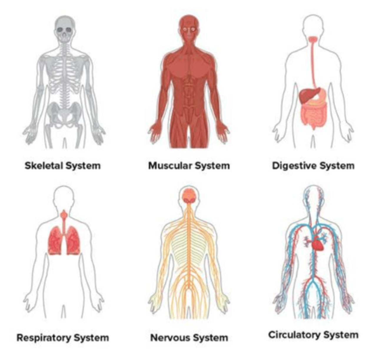 <p>Group of organs that work together to perform a specific function</p>