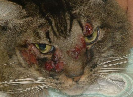 <ul><li><p><span style="color: rgb(136, 136, 136);"><strong>Et: </strong></span>C. neoformans deep skin infection, yeast-like, <strong><u>inhalation</u> pigeon dropping</strong></p></li><li><p><span style="color: rgb(136, 136, 136);"><strong>Sig:</strong></span><strong> </strong>Siamese, young Lg dogs</p></li><li><p><span style="color: rgb(136, 136, 136);"><strong>Cs:</strong></span> <strong>polyps, ulcers, abscess,</strong> <strong>upper resp dx, neuro/ocular signs, CNS dx</strong></p><ul><li><p>Nose, ears, paws</p></li></ul></li><li><p><span style="color: rgb(136, 136, 136);"><strong>Dt:</strong></span><strong> biopsy / </strong>cytology / direct smears (<strong><u>narrow-based budding yeast w/ capsule halo</u></strong>), latex agg (capsular antigen), biopsy (mucicarmine stain)</p><img src="https://knowt-user-attachments.s3.amazonaws.com/9c56a15d-64e1-4c51-99a1-1d499cefb82f.png" data-width="25%" data-align="center"></li><li><p><span style="color: rgb(136, 136, 136);"><strong>Tx:</strong></span> azoles, amphotericin B, flucytosine, Sx</p></li></ul><p></p>