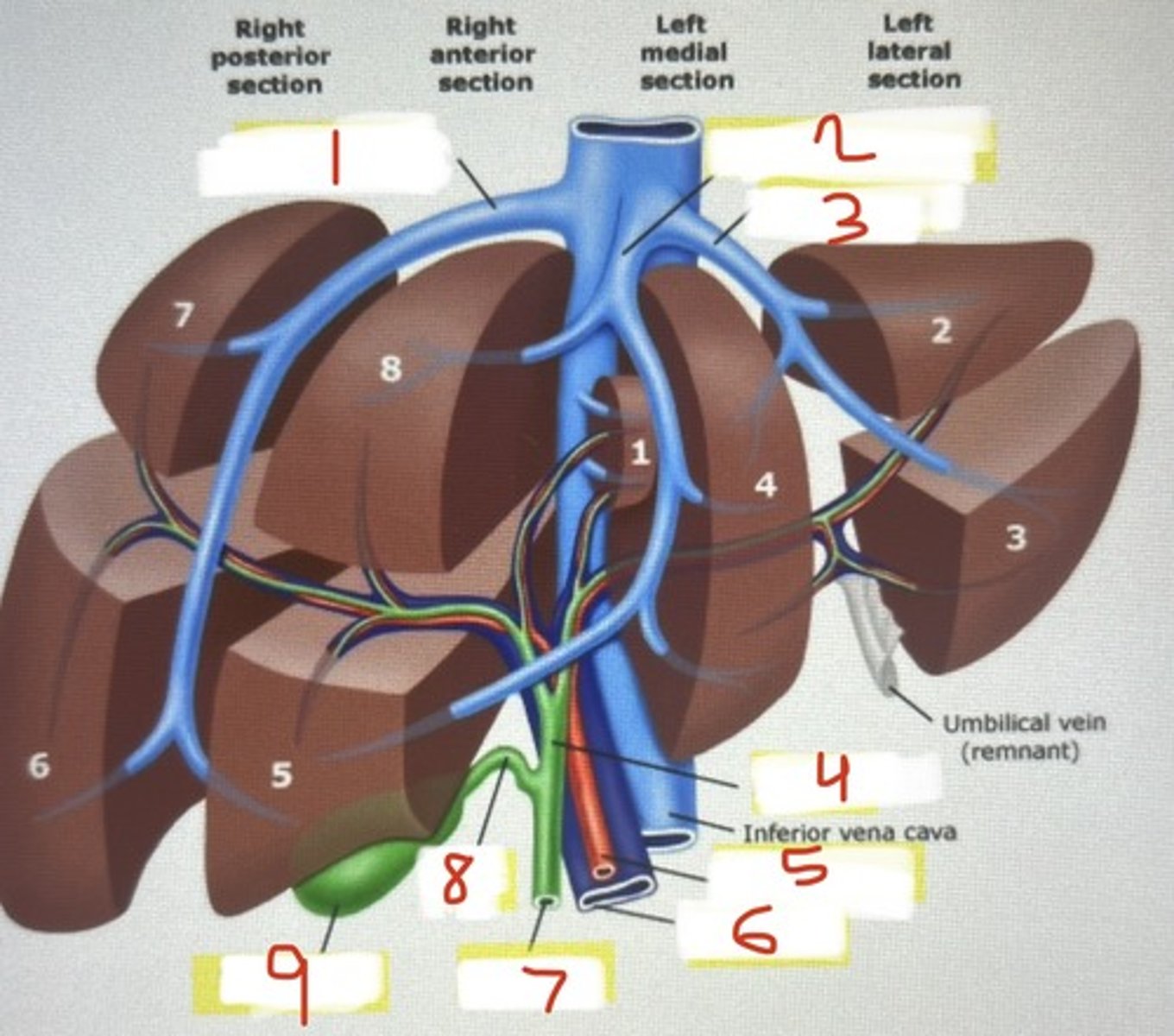 <p>8</p>