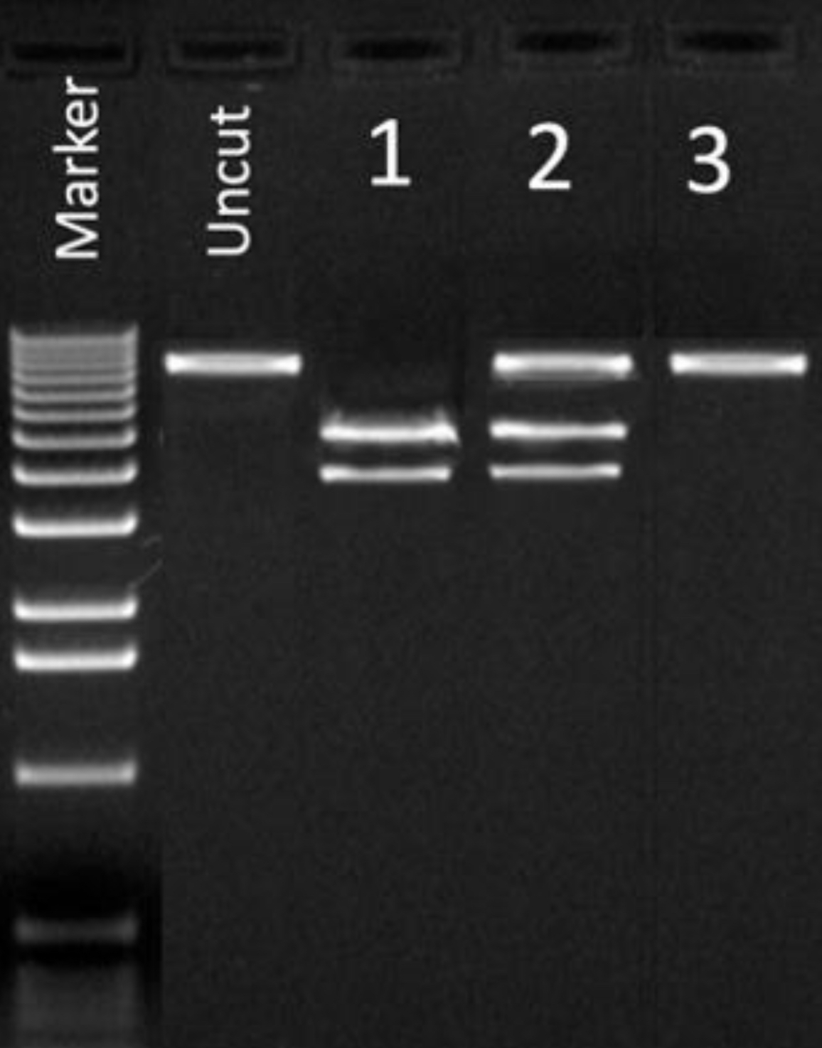 Three individuals (1-3) were tested for a recessive genetic disease using a PCR test in which only the normal (wild-type) allele is cut with the restriction enzyme HindIII, i.e., HindIII cuts the wild-type (AAGCTT) but not the mutant (TAGCTT) allele. Use the DNA agarose gel to answer the question below. 

Which individual(s) will show symptoms of the genetic disease"?

* Only individual 1
* Individuals 1 and 2
* Only individual 2
* Only individual 3