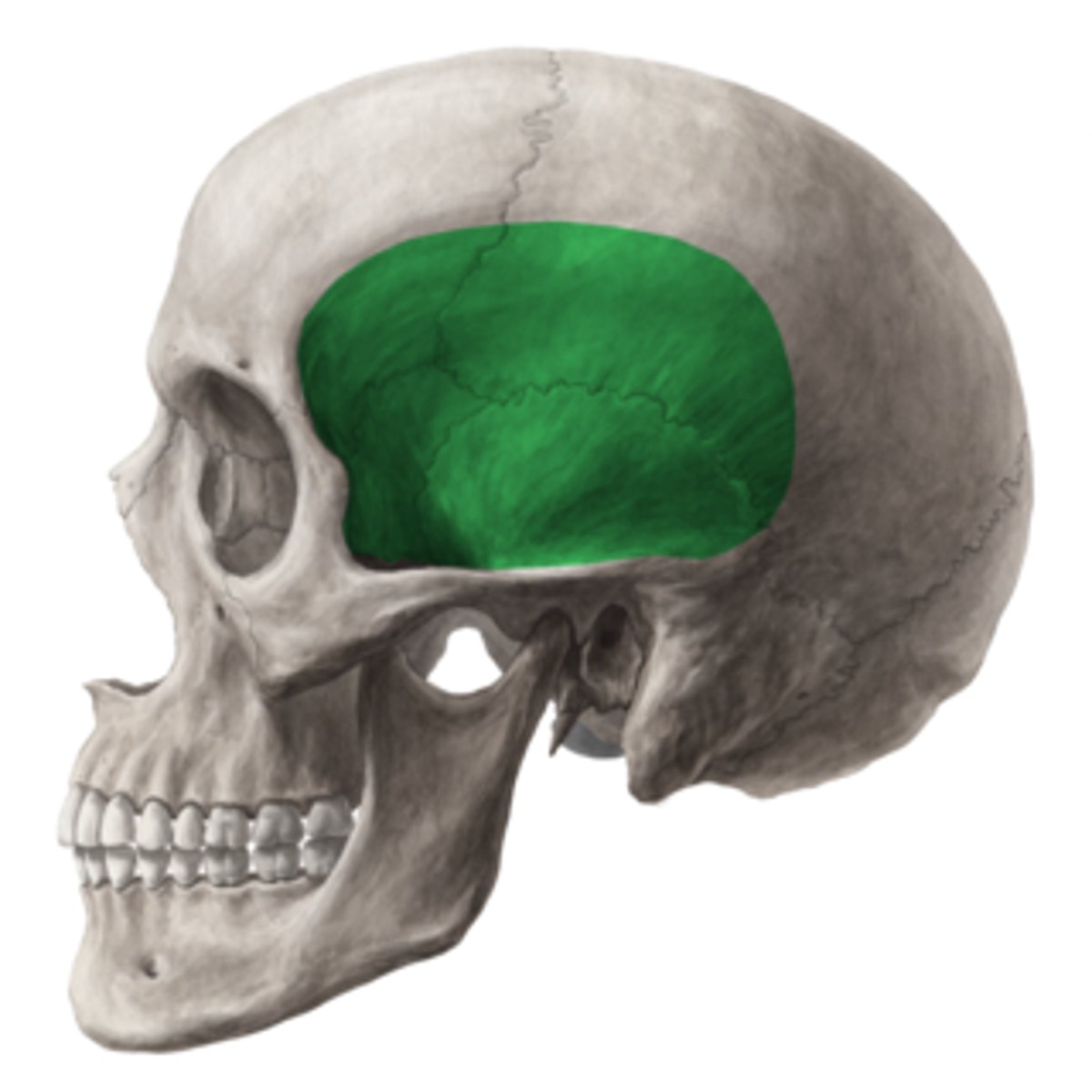 <p>muscle filled space - specifically temporals muscle</p>