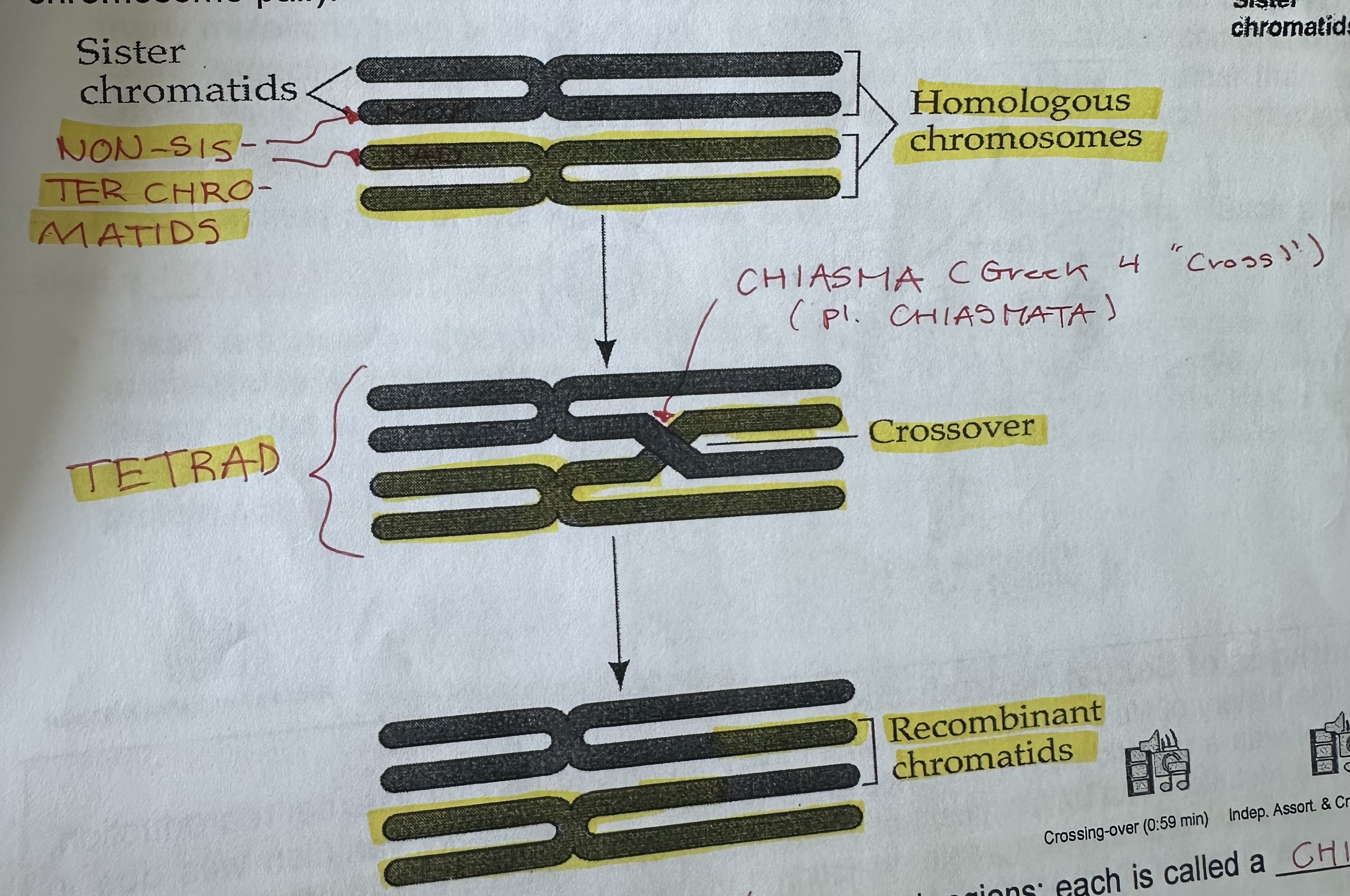 <p>produces <strong>recombinant</strong> chromosomes during <strong>synapsis </strong>(early prophase I) an exchange of genetic material may occur between <strong>non-sister chromatids </strong>of a tetrad (in human avg. two-three crossevents per chromosome pair).</p>