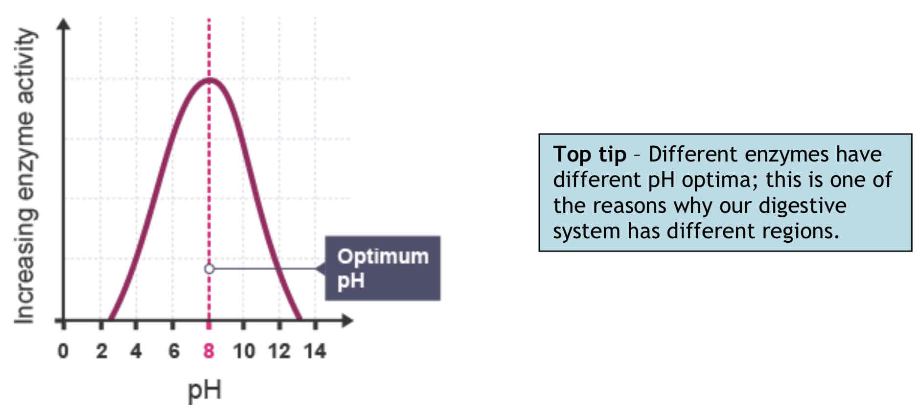 <p>Enzymes have a <strong>narrow optimum pH range.</strong> Small changes in pH (within this range) can affect the rate of reaction without affecting enzyme structure.</p><p>Small changes outside the optimum range can cause reversible changes in enzyme structure; this results in inactivation.</p><p><strong>Extremes of pH can denature an enzyme.</strong></p><p>To form an <strong>enzyme-substrate complex</strong> the charges on the amino acid side-chains of the active site must attract charges on the substrate molecule. </p><p>The charges of the enzyme’s active site are affected by <strong>free hydrogen (H+)</strong> and <strong>hydroxyl (OH-) ions.</strong> </p><p>If, for example, there are too many <strong>H+ ions (too acidic) </strong>the <strong>active site and substrate </strong>may end up with the <strong>same charge. </strong>The enzyme active site and substrate would <strong>repel</strong> one another.</p>