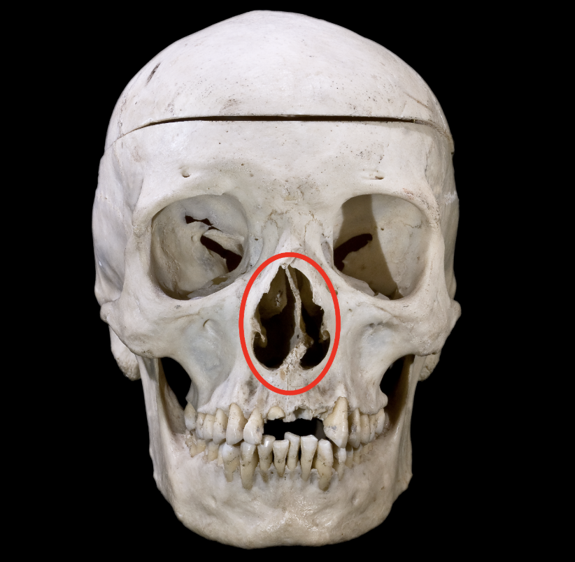 <p>The opening of the nose</p>