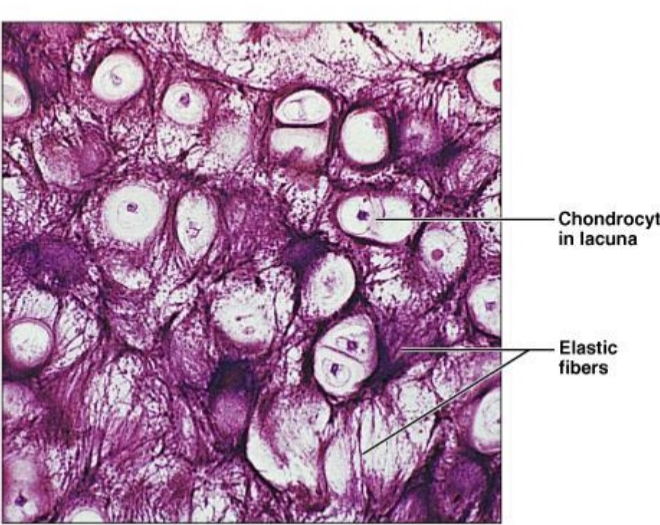 <ul><li><p>Chondrocytes</p><ul><li><p>produces elastic protein fibers</p></li></ul></li><li><p>Location; ear</p></li></ul><p></p>