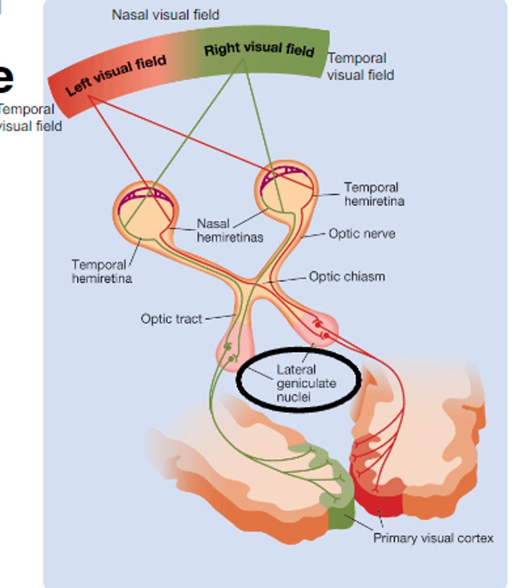 <p>Thalamic nucleus that relays visual info from retina to the visual cortex</p>