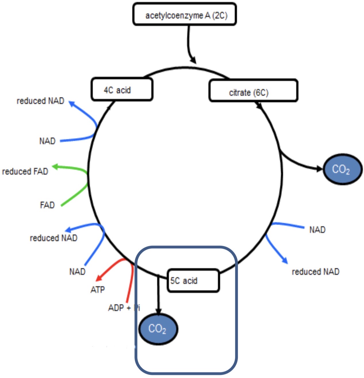<p><strong><mark data-color="purple" style="background-color: purple; color: inherit">KREBS CYCLE- 4</mark></strong></p>
