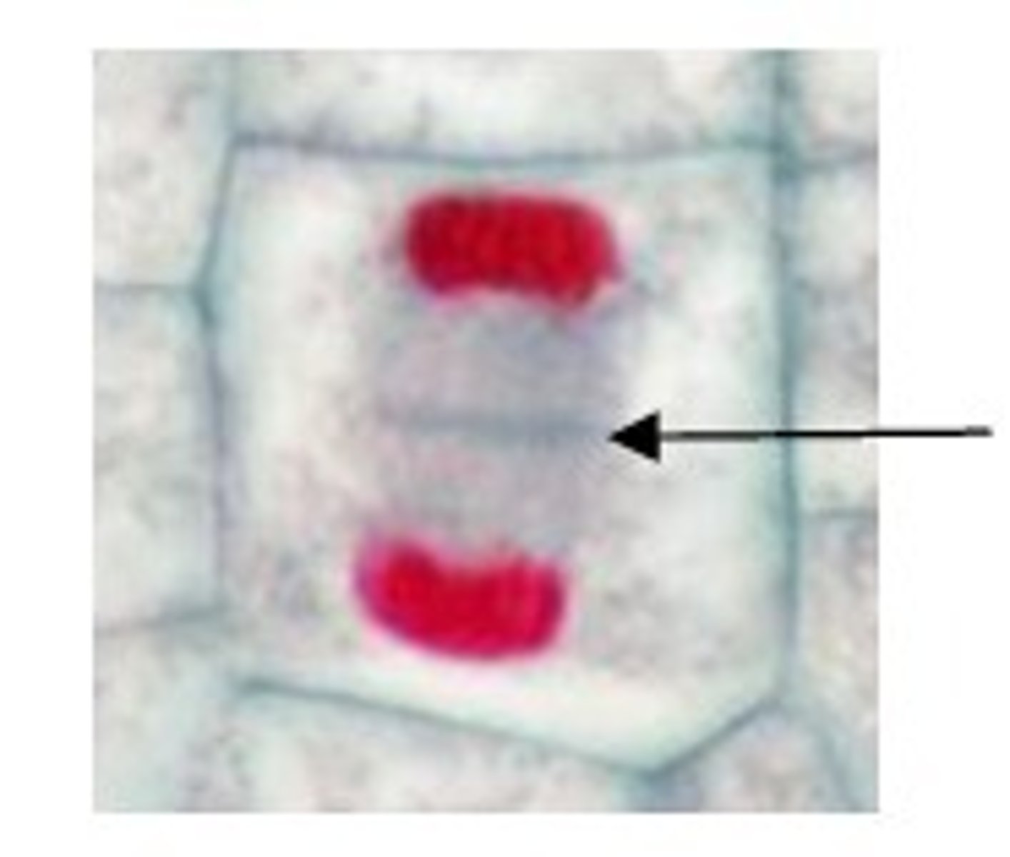 <p>In a plant cell, midline of dividing cells. Becomes the cell wall eventually.</p>
