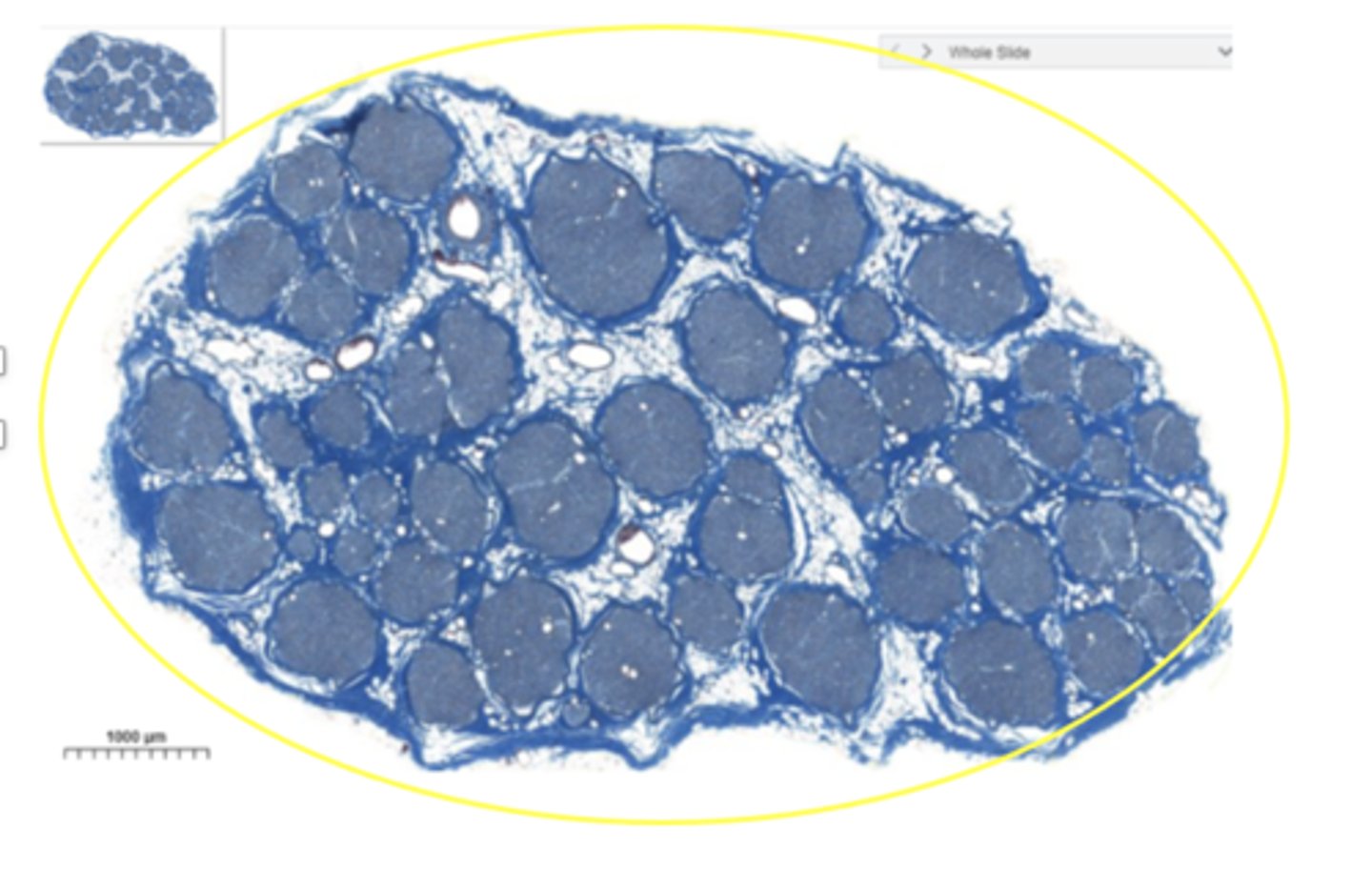 <p>Identify the structure within encircled in yellow</p>