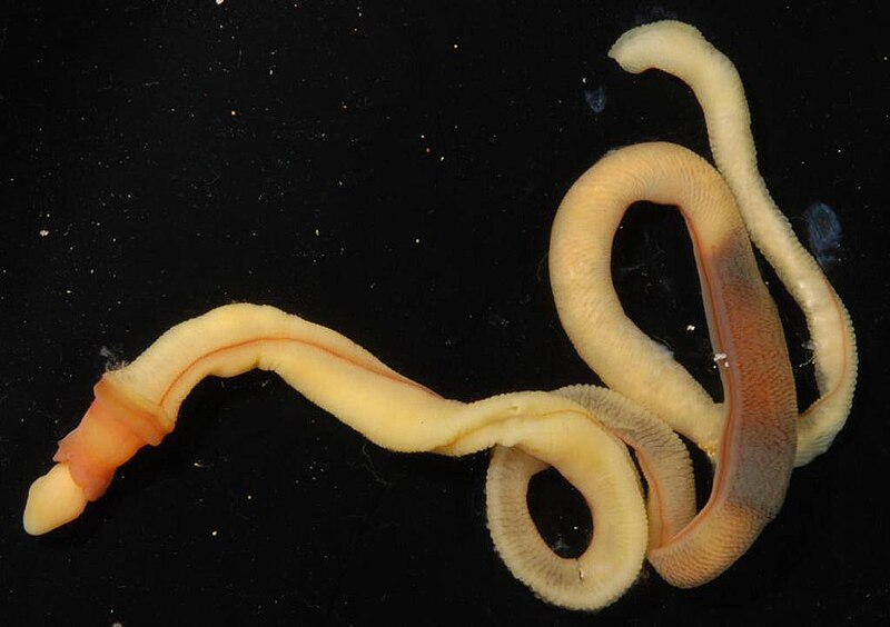 <p>Hemichordata (Ex: Acorn worms (Saccoglossus)) and all more derived. </p>