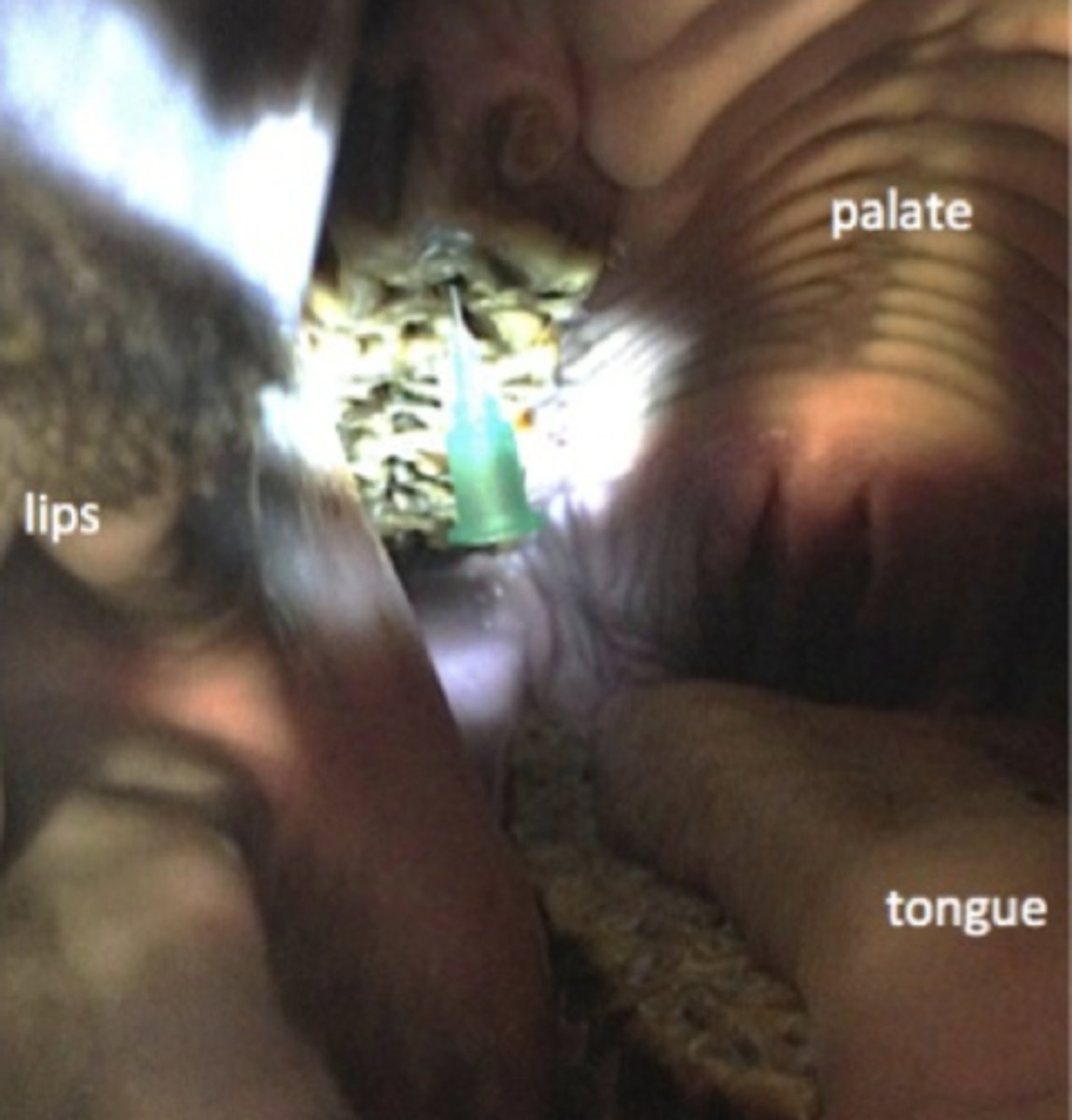 <p>Efter tandundersøgelse af denne hest, ønsker du at diskutere dine fund med en kollega. Du refererer til tanden markeret med den grønne kanyle som:</p><p>- 105</p><p>- 206</p><p>- 106</p><p>- 205</p>