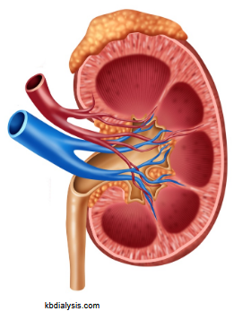 <ul><li><p><u>Erythropoietin</u> for RBC synthesis</p></li><li><p><u>Renin</u> for Na<sup>+</sup> balance</p></li><li><p><u>Vitamin D</u> for Ca<sup>2+</sup> balance</p></li></ul><p></p>