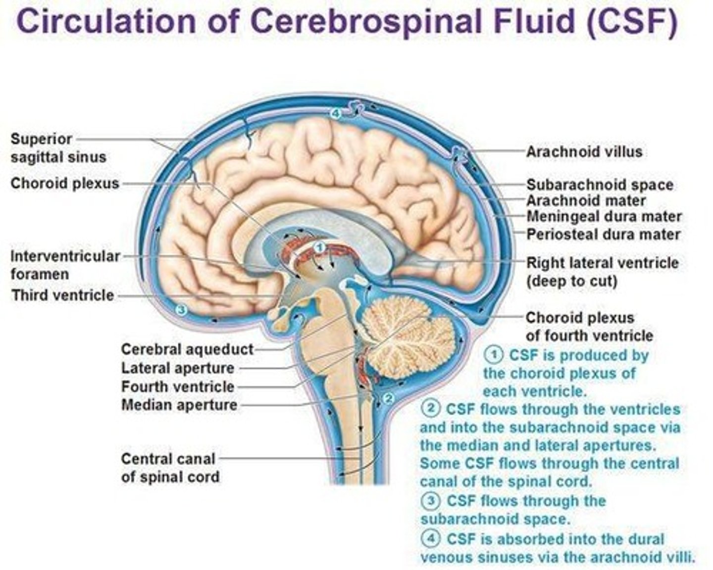 <p>It produces cerebrospinal fluid (CSF) in the brain ventricles.</p>