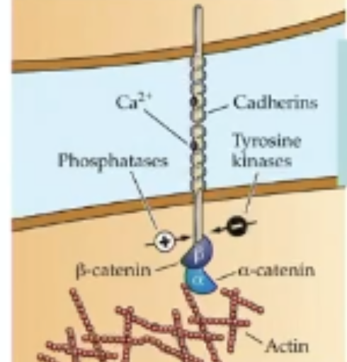 <ul><li><p>links intracellular domain of cadherin receptor to actin filaments inside cell to anchor synapse</p></li><li><p>cadherin-beta-catenin complex is important for pruning of dendritic spines</p></li><li><p>Beta-catenin is in short supply (only strongest spines get use, weak ones are pruned; ie, competition)</p></li></ul><p></p>