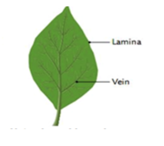 * Have **branching** veins
* Have **broad-leaves**
* Ex: dandelions, canola, maple leaves