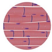 <ul><li><p>contracts quickly but fatigues fast</p></li><li><p>responsible for voluntary movment (writing, eating, talking)</p><p></p></li></ul>