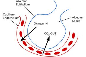 <ul><li><p>they are sacks that fill with air when you breathe in</p></li><li><p>oxygen in the alveoli diffuses into the bloodstream and carbon dioxide in the bloodstream diffuses into the alveoli</p></li><li><p>there are millions of alveoli in the lungs</p></li><li><p>the alveoli provide a large surface area for gas exchange</p></li></ul><p></p>