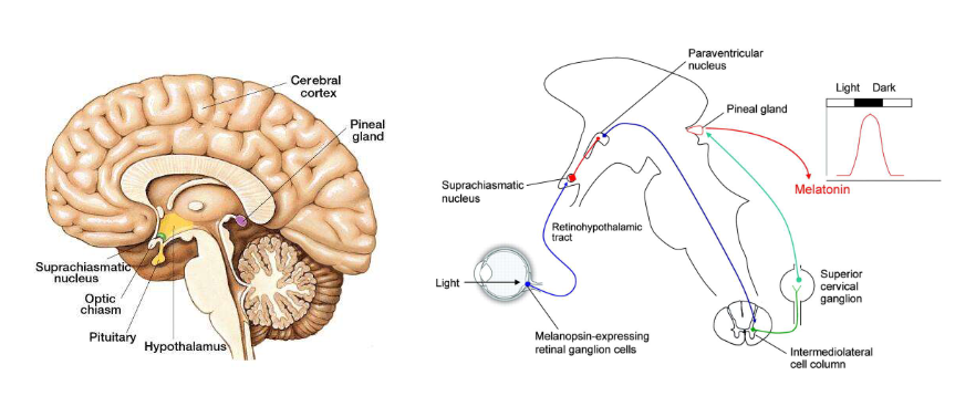 <ul><li><p>melanopsin-bevattende retinale ganglioncellen reageren op licht, maar ontvangen geen input van staafjes of kegeltjes</p><ul><li><p>1e fotoreceptoren die rijpen in netvlies &amp; daarom eerste signalen obv licht naar zich ontwikkelende hersenen sturen (reeds in 2e trimester)</p></li></ul></li></ul><p>→ baby’s in baarmoeder kunnen dus licht detecteren, lang voordat ze beelden kunnen zien</p><p></p>