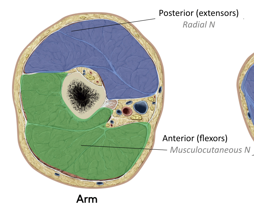 Posterior (extensors)

* radial nerve 

\
Anterior (flexors)

* musculocutaneous nerve 