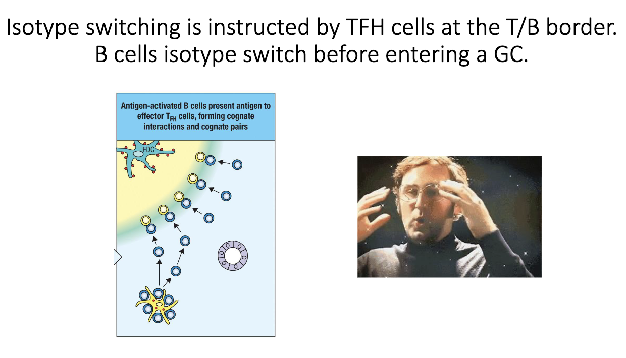 <ul><li><p class="isSelectedEnd"><span>CSR is triggered during the </span><strong><span>T cell–B cell “hug”</span></strong><span> at the T–B border.</span></p></li><li><p class="isSelectedEnd"><span>By the time a B cell migrates into the germinal center, it has </span><strong><span>already switched</span></strong><span>.</span></p></li></ul><p></p>