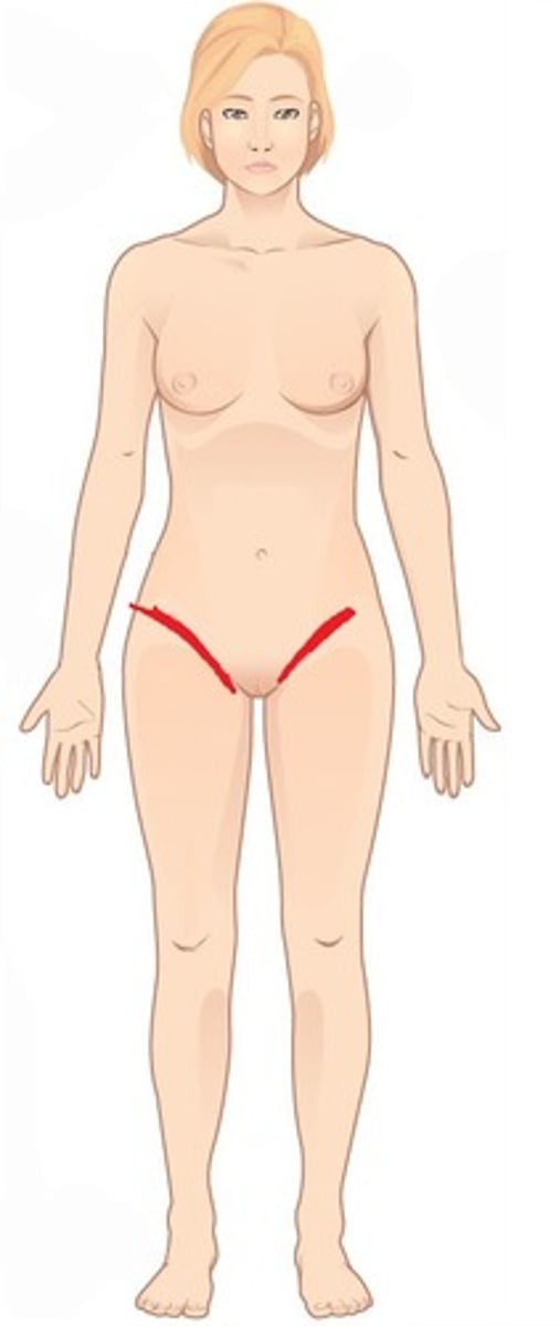 <p>area where thigh meets the trunk; groin</p>