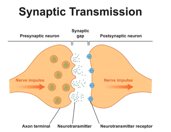 <p>-After each terminal button</p><p>-Neurotransmitters cross this gap and lock into the dendrite of the postsynaptic neuron. </p>