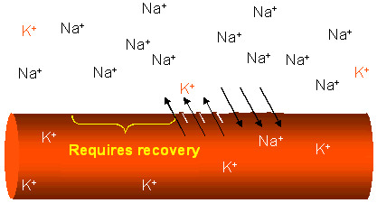 Voltage-gated Na+ channels are inactivated at the peak of the depolarization (+40mV) and they cannot be opened again for a brief time—the refractory period. Because of this, the local current of Na+ ions diffusing back toward previously opened channels has no effect and the action potential will move in one direction, toward the axon terminal.