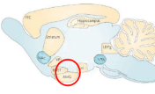 <p>Medial temporal lobe</p>