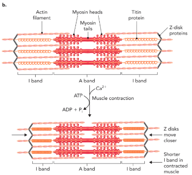<p><strong>Q:</strong> What does Figure 6.61 show about sarcomeres?</p>