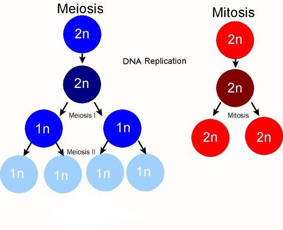 <p>Both are types of cell division; meiosis results in four unique gametes with half the chromosome number, while mitosis produces two identical daughter cells retaining the full chromosome count. Meiosis includes two rounds of division and genetic recombination, whereas mitosis has one round, preserving genetic consistency. Mitosis is essential for growth and repair, while meiosis is crucial for sexual reproduction. </p>