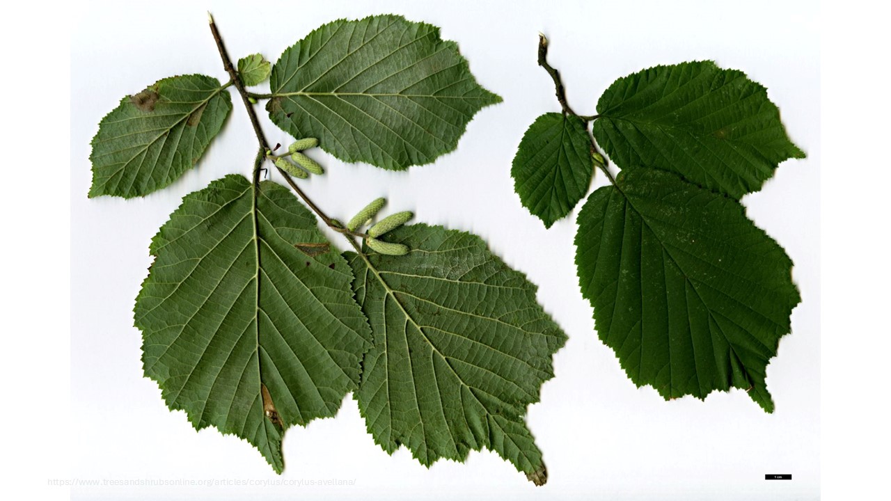 term image