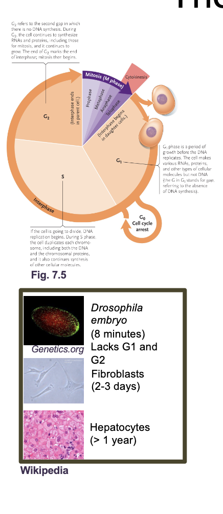<p>The eukaryotic cell cycle</p><p>S phase: DNA replication </p>