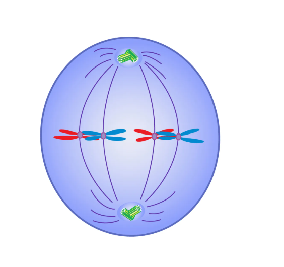 <p>metaphase</p>