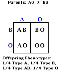 <p><strong>More than 2 possible alleles</strong> for a trait</p><p>(One from mom, one from dad)</p><ul><li><p>Think blood types</p></li></ul><p></p>