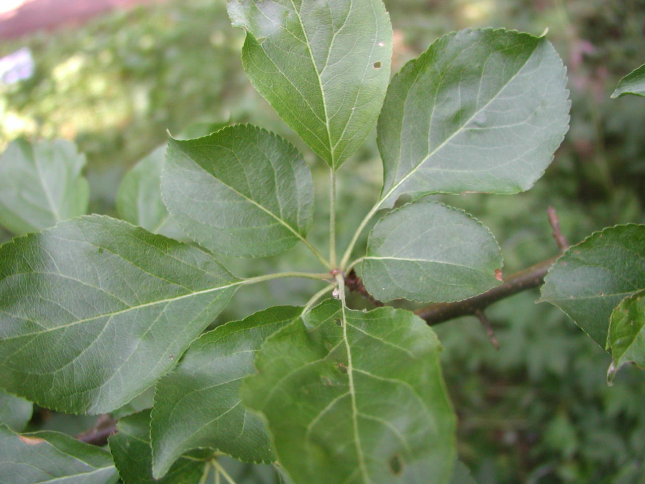 <p>Tarhaomenapuu</p>