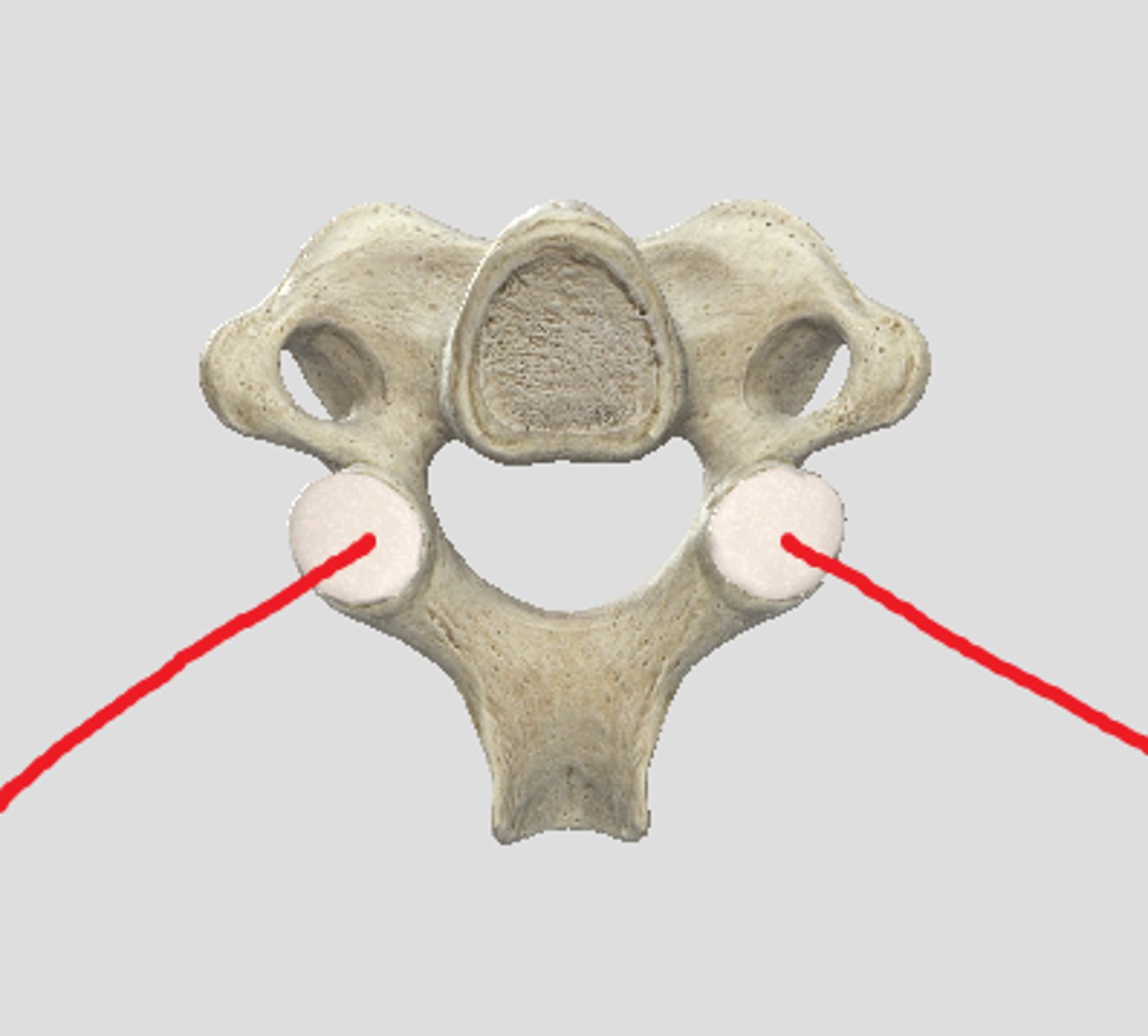 <p>articulates with the superior articular facet of the C3 vertebra</p>