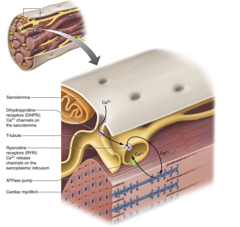 <p>Ca2+ induced release</p>