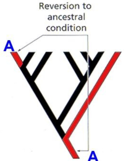 A type of homoplasy. If the secondary similarity is created by a return to a previous state of character.