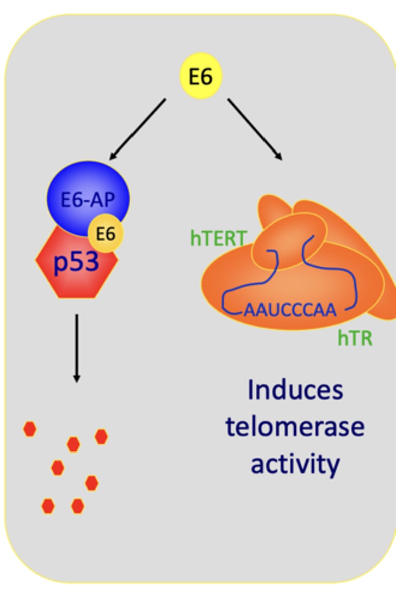 <p>Causes degradation of the cellular protein p53 through interaction with a ubiquitin ligase called E6-AP</p><p>HPVs that do not cause cancer are less able to degrade p53</p><p>Other E6 functions:</p><p>- Activates hTERT 9telomerase, an enzyme necessary for immortalization of cells) only types that cause cancer do this</p><p>- Degradation of other cell components important for controlling cell growth</p>
